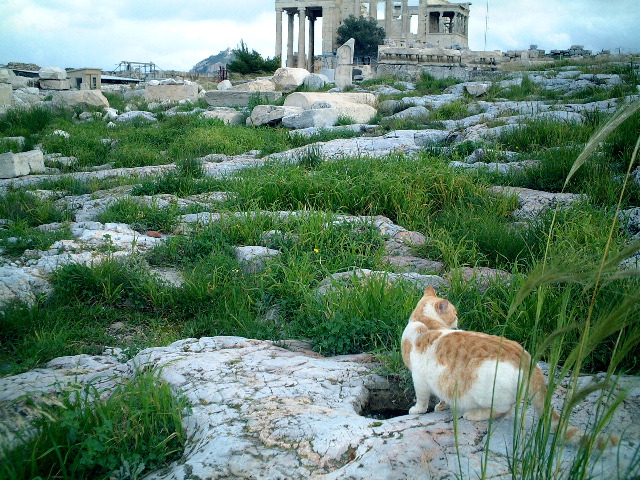 AcropoliCat